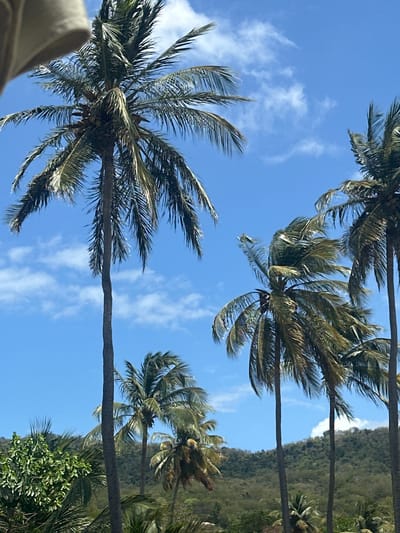 The image presents an upward perspective of multiple palm trees set against a vibrant blue sky, typical of a tropical environment like Deshaies, France (Guadeloupe). Several tall palm trunks are visible, extending from the bottom and sides of the frame towards the top. Their abundant, feathery green fronds are spread across the sky, catching the bright sunlight, which highlights their texture and natural sheen.

The sky is a clear, brilliant azure, with scattered, wispy white clouds adding a light, airy quality to the scene. In the background, on the right side of the image, a lush green hillside or mountain range is visible, covered with dense, verdant foliage, further reinforcing the tropical setting. The strong, clear lighting suggests it is midday under sunny weather.

A small, out-of-focus portion of a light-colored object, possibly a hat or piece of fabric from clothing, is visible in the bottom-left foreground, hinting at the observer's position looking upwards. The scene itself is tranquil, depicting a natural landscape without any specific human activity or event taking place. There is no visible text in the image.