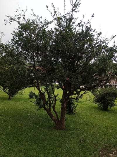 The image displays an outdoor scene in Pachmarhi, India, featuring a well-maintained garden under an overcast, light grey sky. A prominent, mature tree with a thick, multi-branched trunk and dense green foliage stands in the center-right foreground. A smaller, similar tree is visible in the left midground. The ground is covered by a vibrant green, neatly mown lawn. Several dark green, rounded shrubs are interspersed throughout the lawn, with one significant bush positioned in the right midground. Between the central tree and this bush, a dark, abstract metal sculpture featuring a geometric grid pattern stands upright on the grass. In the background, partially obscured by the trees and foliage, structures with reddish-brown tiled roofs and light-colored walls or columns are visible. A small piece of pink fabric is noted on a branch of the central tree. There are no individuals or animals present in the scene.