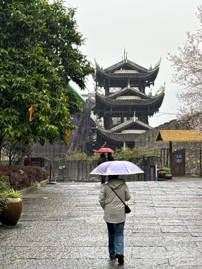 The scene depicts a rainy day within Pengshui Miao and Tujia Autonomous County, China. A paved stone walkway, visibly wet from rain, extends from the foreground into the midground. A person, viewed from behind, walks along this path holding a light purple umbrella. This individual wears a light-colored jacket, blue jeans, and a dark shoulder bag. Further down the path, two additional individuals are partially visible beneath a red umbrella, also walking away from the viewer. To the left, a large, leafy green tree with yellow decorative items hanging from its branches occupies the foreground and midground. Raindrops are visible in the air. In the background, a prominent multi-tiered, dark wooden structure with ornate, curved roofs and intricate details stands under the overcast sky. To the right of this structure, a stone wall and a small building with a thatched roof are visible, alongside a blossoming tree with light-colored flowers. A gate with a blue sign featuring Chinese characters is present within the stone wall. Low shrubbery lines the left side of the path, and a large brown ceramic pot is visible in the lower-left corner.