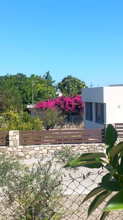 The image depicts a scene in Platani, Greece, characterized by a clear blue sky and lush greenery. In the foreground, a rustic stone wall topped with a wooden fence separates the viewer from a path and more vegetation. Behind the fence, a vibrant display of pink bougainvillea flowers cascades over a building. To the left, various trees and bushes create a dense foliage backdrop. A modern white building with dark-framed windows is partially visible on the right side of the frame. The overall impression is of a sunny, Mediterranean setting.