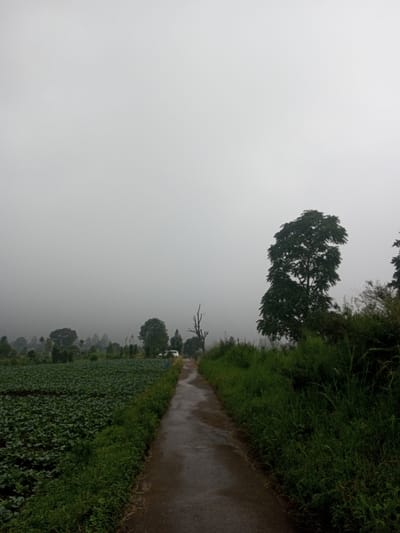 The image depicts a rural landscape in Joshi Vihir, India, under an overcast or foggy sky. A dark, wet, unpaved or poorly paved path extends from the foreground into the mid-ground, curving slightly left. To the left of the path is a large cultivated field densely covered with low-growing green crops. To the right, a thick strip of tall green grass and vegetation borders the path. In the mid-ground, a vibrant green tree with a full canopy stands prominently on the right, while a dead or barren tree with dark, skeletal branches is visible closer to the center. Further along the path, a white vehicle, possibly a car, is stationary or parked off to the left. The background is heavily obscured by dense fog or haze, rendering distant features indistinct. No individuals, actions, or interactions are visible.
