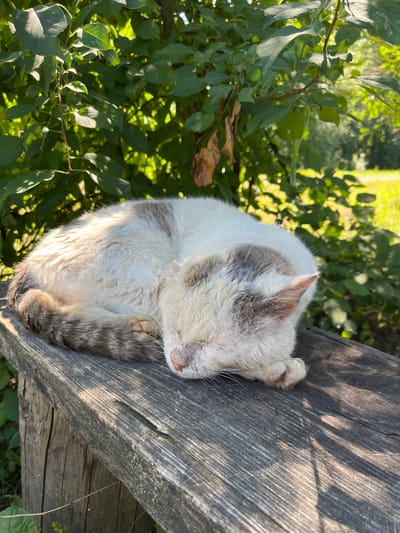 A domestic cat is sleeping curled up on a weathered wooden bench in a sunlit outdoor setting. The cat, primarily white with patches of gray and brown, rests its head on its paws. The bench is situated in front of dense green foliage, with sunlight dappling through the leaves, casting shadows on the wood. In the background, out of focus, is a grassy area and more trees, suggesting a park or garden environment within the city of Aryazh, Russia. The overall scene depicts a peaceful moment of rest for the animal.