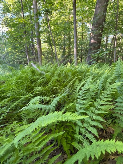 A close-up, vertical shot captures a dense thicket of vibrant green ferns in the foreground, their fronds fanning out towards the viewer. In the background, the dappled sunlight filters through the leaves of tall, slender trees, illuminating the forest floor. A fallen, weathered log is visible amongst the ferns, providing a stark contrast to the lush vegetation. The scene appears to be a natural setting, possibly a wooded area or park, located within South Abington Township, United States of America. There are no people or animals visible in the image.