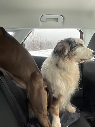 The scene is set inside the rear passenger compartment of a vehicle, located in Grabovica, Montenegro, under winter conditions. Two dogs are present in the back seat. On the left, the hindquarters and upper left leg of a short-haired, brown dog are partially visible, positioned with its body oriented towards the front of the vehicle. To its right, a merle-patterned dog, consistent with an Australian Shepherd, with a predominantly white, fluffy coat marked with gray, black, and some brown/tan patches, is seated upright. Its fur appears slightly damp. This dog is facing towards the right of the frame, looking out the rear passenger window. The visible exterior through the vehicle's windows shows a snow-covered landscape with deciduous trees, bare of leaves, against an overcast or foggy sky. The car's interior features a light-colored headliner and a gray overhead grab handle.