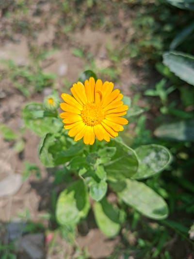 The image shows a bright orange calendula flower in full bloom, centered in the frame. The flower has many ray florets radiating outwards from a darker, textured center. Several green leaves surround the flower, and a small bud is visible to the left of the bloom. The background is softly blurred, revealing a mix of dry, sandy soil and some green foliage, suggesting an outdoor garden setting. The lighting indicates it is daytime, with shadows cast by the leaves. The overall scene is a close-up of a single flower, with its vibrant color contrasting with the muted tones of the environment. The location is specified as Asaka, Uzbekistan.