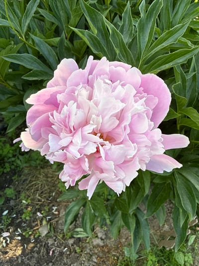 A close-up, top-down shot shows a fully bloomed, light pink peony flower with numerous ruffled petals. The flower is centered in the frame, surrounded by deep green foliage. To the right of the flower, the ground is visible, covered with dry grass, dirt, and scattered pale pink flower petals. The lighting suggests it is daytime, possibly late afternoon or early morning, with shadows casting soft highlights on the petals. The overall impression is one of natural beauty and the peak of a peony's bloom.