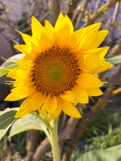 A close-up, eye-level shot captures a bright yellow sunflower in full bloom, its center filled with a tightly packed spiral of small, brown florets. The petals are a vibrant yellow, some slightly curled and edged with sunlight. The flower is supported by a thick, green stem and large, textured green leaves are visible at the bottom of the frame. The background is softly blurred, showing hints of tree branches, foliage, and a hint of blue sky, suggesting an outdoor setting in Veshenskaya, Russia. The lighting is warm and natural, indicating it is daytime.