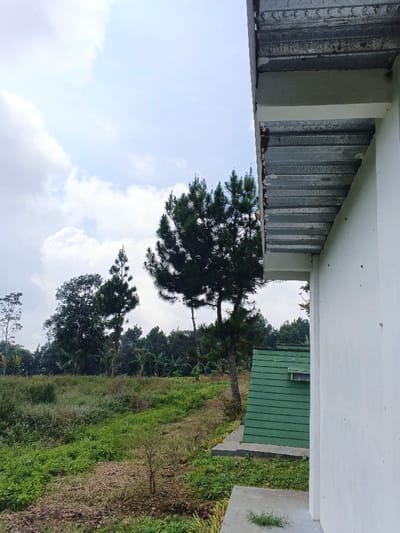 The scene is located in Man Gyat, Myanmar, depicting an outdoor environment from the perspective of a white building. The right foreground shows a white vertical wall with a multi-layered, weathered overhang above it, constructed from corrugated metal sheets. A white concrete surface is visible beneath the wall's base. The midground features an unkempt grassy and earthy slope covered with varied green and brown vegetation. Several pine trees are present, including a prominent, full pine tree positioned centrally and a taller, slender conifer to its left. Further right in the midground, partially obscured, is a green structure with horizontal paneling and a steeply sloped roof, resting on a concrete foundation. The background comprises a dense treeline composed of diverse foliage, including broadleaf and possibly banana trees. The sky above is partly cloudy with visible white and light grey clouds. No individuals or animals are present.