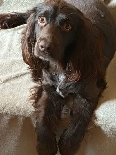 A close-up, high-angle shot shows a brown dog lying on a beige, textured surface. The dog is looking directly at the camera with its head tilted slightly. Its fur is dark brown and appears somewhat long and wavy, particularly around its face and ears. The dog's eyes are a warm brown and have a slight sheen, reflecting the light. Its nose is a darker shade of brown and is slightly damp. The dog's front paws are crossed in front of its chest. The background is a plain, beige material, possibly a blanket or a couch. There is a shadow cast on the surface to the lower left of the dog. The image does not provide any information about the location in Podilsk, Ukraine.