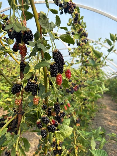 The image shows a close-up view of ripe blackberries hanging from thorny branches. The blackberries are a deep black color, with some still showing red hues, indicating varying stages of ripeness. Green leaves and stems are visible, with some branches supported by a metal pole. In the background, a row of blackberry bushes extends into a greenhouse structure, with a pathway visible between the rows. The overall setting appears to be an agricultural farm or garden, potentially in Zaprudnoe, Ukraine, given the context. The lighting suggests it is daytime, possibly late afternoon due to the warm tones. There are no people or animals visible in the frame.