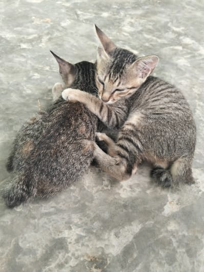 Two tabby kittens are curled up together on a concrete surface, with one kitten embracing the other. The kitten in the foreground, facing right, has its eyes closed and is nestled against the other kitten. Its tabby markings are clearly visible on its fur and tail. The second kitten, mostly obscured, is facing left and its striped fur is also visible. The concrete ground appears to be worn and slightly textured, with some lighter and darker patches. There are no people or other objects visible in the image. The scene is captured from a top-down perspective. The image does not provide information about its location within Meunyepayong, Indonesia.
