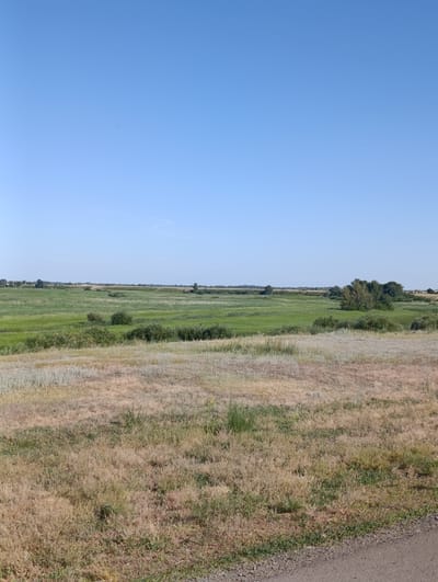 The image depicts a vast, sun-drenched landscape under a clear blue sky, likely taken in the city of Қызылжар, Kazakhstan. In the foreground, dry, golden-brown grass covers a gently sloping terrain, transitioning into patches of green vegetation and scattered, low-lying bushes. Further in the distance, a sprawling wetland or marshland dominates the scene, characterized by lush green reeds and taller grasses. A cluster of dense trees is visible on the right side of the wetland, with a scattering of smaller trees and shrubs interspersed throughout the marsh. The horizon is marked by a faint line of trees and vegetation. A small, dark, unidentifiable object is present in the sky. The terrain appears to be natural and undeveloped, with no visible man-made structures in the immediate vicinity, suggesting a rural or natural setting within or near Қызылжар. The overall impression is one of a serene, natural environment on a bright, clear day.
