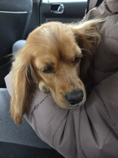 A golden-brown dog, consistent with a Spaniel breed, is depicted resting within a vehicle in Asenovo, Bulgaria. The dog's head, featuring closed eyes and a dark snout, is supported by the lap or arm of an individual. This individual is partially visible, wearing a puffy, light brown or mauve-colored jacket. A segment of a leg, clothed in grey fabric, is also present. The background shows the dark interior of a car, including what appears to be a seatback and a chrome door handle.