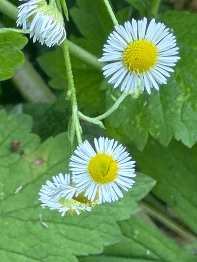A close-up, high-angle shot shows three daisy-like flowers with white petals and yellow centers against a background of green foliage. Two of the flowers are in focus, one slightly above and to the right of the other. The third flower, partially obscured and out of focus, is to the left and below the main subject. The environment appears to be a natural setting, possibly a park or garden, with no specific urban features visible. The lighting is even, suggesting overcast conditions or shade. The image was taken in Khlypnivka, Ukraine.