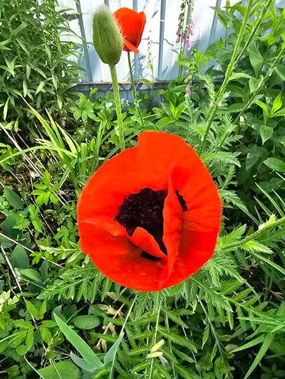 A close-up, eye-level shot captures a vibrant red poppy in full bloom, its petals unfurling to reveal a dark center. The poppy is surrounded by lush green foliage, with a tall, fuzzy green bud of another poppy plant visible to the left. In the background, a light blue corrugated metal fence runs horizontally, with hints of pink foxglove flowers peeking out from behind the greenery. The scene is illuminated by natural daylight, casting soft shadows and highlighting the dew drops on the leaves. The overall impression is one of a thriving garden, likely located in a residential area of Меткомелино, Russia, given the presence of the fence and common garden plants. No people are visible in the image.