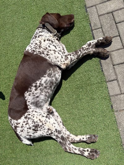 A spotted dog, likely a German Shorthaired Pointer, is resting on artificial turf next to a paved area. The dog has brown and white patches and is wearing a dark collar. Its front legs are extended on the paving stones, while its body is on the turf. The scene is illuminated by bright sunlight, casting shadows. The location is identified as Amzara, Abkhazia.