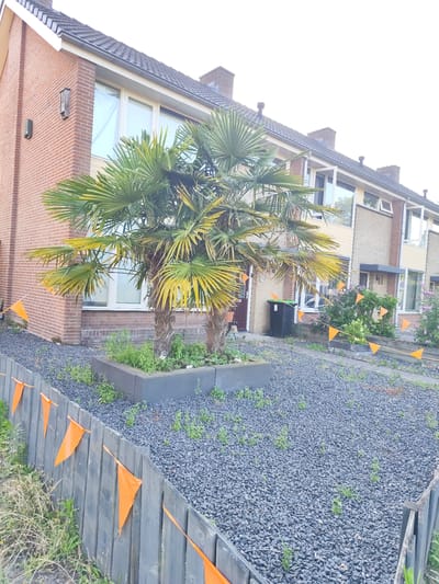 The image depicts a residential street scene in Schaijk, Netherlands. The foreground features a dark wooden fence adorned with numerous small, orange triangular flags. Beyond the fence, a grey gravel area is visible, interspersed with sparse green vegetation. In the midground, a raised planter box contains two palm trees with yellowing fronds, surrounded by more green growth. A dark grey trash bin is situated to the right of the planter. Behind the planter box, a row of brick and stucco houses stretches into the background, with windows and doors visible. The sky is overcast and bright.