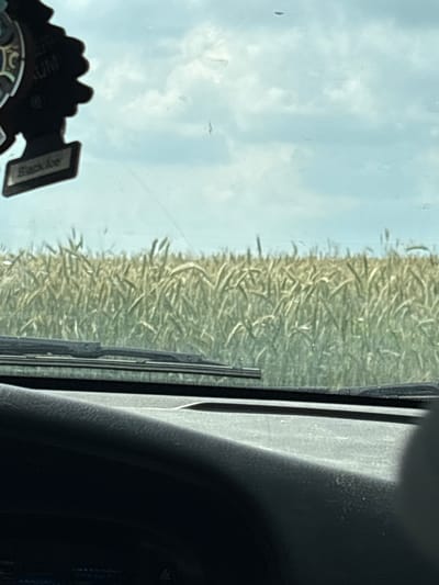The image shows a view from inside a vehicle, looking out through the windshield. The scene is dominated by a vast field of tall, golden-brown grass or grain, likely wheat or barley, stretching towards the horizon. The crops appear to be ripe and ready for harvest.
In the foreground, on the left side of the windshield, a black car air freshener is visible. It has a jagged, tree-like shape and appears to be hanging from the rearview mirror. Text is visible on a small tag attached to the air freshener, reading "Black Ice."
A windshield wiper is present on the right side of the frame, positioned vertically. The interior of the vehicle, specifically the dashboard and part of the A-pillar, is visible on the far right, rendered in dark tones with some light reflection.
The sky above the field is a pale blue with scattered white clouds, suggesting it is daytime, likely late morning or afternoon. The overall lighting is bright and natural, indicating fair weather.
The image conveys a sense of rural travel, passing through agricultural landscapes. There are no people visible. The composition, with the field filling most of the frame and the interior of the car providing context, suggests a journey through the Polish countryside, possibly near Opatów. The image is captured in landscape orientation, but the scene itself is rotated approximately 90 degrees counterclockwise.