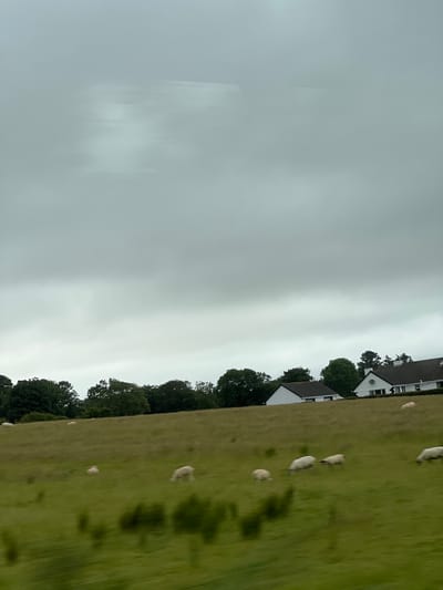 The image depicts a pastoral scene in Carrowcannon Lower, Ireland, under an overcast sky. In the foreground, a green field slopes upward, dotted with several white sheep grazing. The sheep are scattered across the field, some appearing as blurry shapes due to motion. Further up the slope, a line of trees forms a dark green band across the landscape. Behind the trees, several white houses with dark roofs are visible, nestled into the hillside. The sky is a uniform gray, indicating cloudy weather. The overall impression is one of a serene, rural Irish countryside.