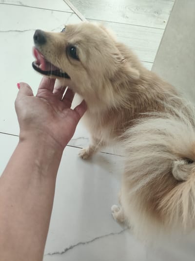 In Нарацкі сельскі Савет, Belarus, a person's hand with bright pink nail polish is gently petting a light brown Pomeranian dog. The dog's mouth is open, with its tongue slightly visible, and it appears to be looking upwards with an attentive expression. The scene takes place indoors on a light-colored tiled floor.
