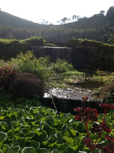 A scenic view of tiered waterfalls cascading down stone walls, framed by lush greenery. Foregrounded by broad, round, light green leaves and vibrant burgundy plants. Above, a rolling landscape with dark green vegetation under a hazy, bright sky. In the mid-ground, the stream continues and vegetation thrives around it.