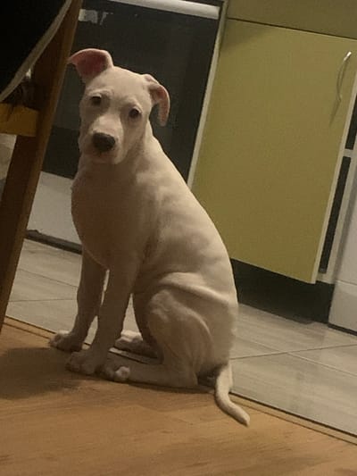 A white puppy is sitting on a wooden floor. The puppy is facing the camera with its head tilted slightly. Its ears are perked up. Behind the puppy, there is a yellow cabinet with a silver handle. The floor is made of light brown wood planks. The background is a dark gray tiled floor. The image appears to be taken indoors. The location in the city of Khust, Ukraine is not determinable from the image.