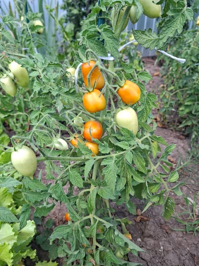 A medium shot shows a tomato plant with ripening fruit in an outdoor garden setting. The plant has green leaves and stems, with some of the tomatoes appearing a pale green while others are a vibrant orange. Several tomatoes are clustered together on the vine. In the background, other garden plants and a fence are visible, along with dry soil. The scene appears to be located in Gorkovskiy, Russia, based on the provided context, though this cannot be visually confirmed from the image alone. No people or animals are present.