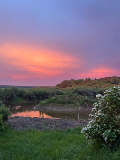 The image depicts a serene natural landscape at dusk, featuring a vibrant sky painted with hues of pink, orange, and purple, indicative of a sunset or sunrise. The sky transitions from a soft lavender at the top to a brilliant coral and rose at the horizon. Below, a body of water, possibly a pond or a slow-moving river, reflects the colorful sky. The water is bordered by a vegetated embankment with lush green foliage, including trees and bushes. In the foreground, there is a grassy area with some patches of exposed soil and two small, sparsely placed white flags or markers in the water. A flowering bush with white blossoms is prominently situated on the right side of the frame, adding a touch of delicate beauty to the scene. The overall atmosphere is tranquil and picturesque, suggesting a rural or undeveloped natural setting. The location is specified as Маяк, Russia.