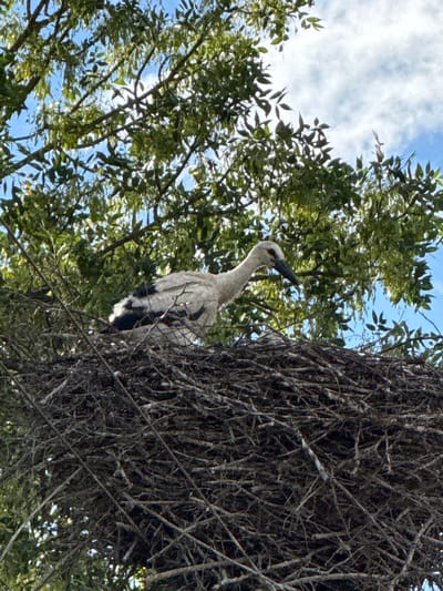 An adult White Stork stands in a large, messy nest made of sticks, located in a tree in Selizharovo, Russia. The stork is mostly white with black markings on its wings and tail. Its long, pointed beak is black, and it has a pale, long neck. The nest is situated amidst lush green foliage, with branches and leaves from the tree surrounding it. The sky, visible through the leaves, is partly cloudy with a light blue hue. The image is taken from a low angle, looking up at the stork in its nest.