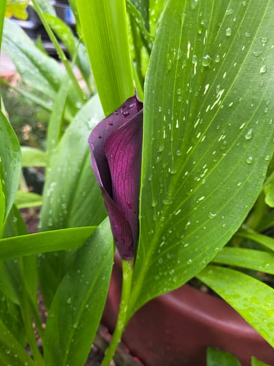 The image showcases a close-up view of a deep purple calla lily, partially obscured by large, vibrant green leaves. Water droplets are scattered across the surfaces of both the leaves and the flower, indicating recent rainfall or dew. The leaves exhibit a glossy texture and prominent parallel veins. The background is softly blurred, revealing hints of other greenery and a reddish-brown object, possibly a planter. The overall scene suggests an outdoor setting, likely a garden, where the calla lily is growing. The lighting suggests it could be daytime, possibly overcast due to the water droplets. The focus is on the intricate details of the plant's textures and the fresh, dewy appearance of its foliage and bloom. There is no visible text in the image. The setting is identified as Doneztebe / Santesteban, Spain.