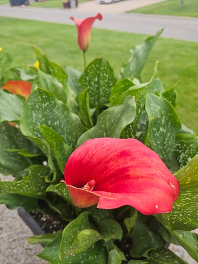 The image captures a close-up view of a vibrant red calla lily plant in an outdoor setting. The calla lily's striking red spathe is the primary subject, with its textured surface and deep, rich color. Several large, glossy green leaves with distinctive white speckles surround the bloom, some showing signs of water droplets, suggesting recent rain or watering. Another, smaller red calla lily bloom is visible in the background, slightly out of focus, hinting at the abundance of flowers on the plant.

The plant appears to be potted, as indicated by the dark rim of a planter visible at the bottom right of the frame, and the dark soil within. The background suggests an outdoor location. To the left, a blurred strip of gray concrete or asphalt runs vertically, bordered by a patch of lush green grass, which is also out of focus. This suggests the plant is situated near a walkway or road in a garden or park setting.

The lighting suggests it might be daytime, with the natural light illuminating the flowers and foliage. There are no people visible in the frame, and no discernible text. The overall impression is one of natural beauty, with the vivid red of the calla lily standing out against the green of the leaves and grass. The presence of water droplets adds a fresh, dewy quality to the scene. The location context of Dollard-des-Ormeaux, Canada, places this scene within a suburban or urban green space.
