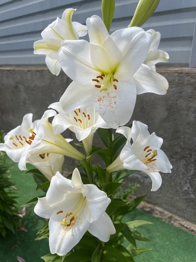 A cluster of white lilies with orange-brown stamens are in full bloom. Some of the petals are dusted with orange pollen. The flowers are positioned against a background of a light gray, corrugated metal fence and a concrete wall. In the lower part of the image, there is a patch of artificial green turf. The scene appears to be outdoors in a residential or garden setting.