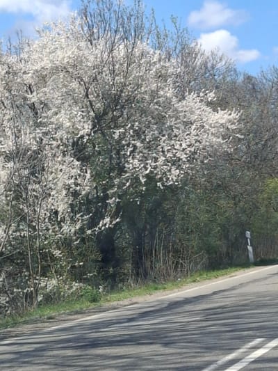 The image shows a blossoming tree next to a road. The tree is full of white flowers. The road has two white lines painted on it. The sky is blue with some white clouds. The location is likely near Studeno Buche, Bulgaria, given the prompt context. There are no visible people, specific subjects, or interactions depicted in the scene. The environment consists of trees, a road, and the sky.