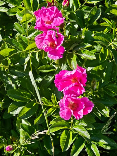 This is a close-up, vertical, eye-level shot of vibrant pink rosehip flowers blooming amidst lush green foliage. The flowers are the primary focus, with their delicate, crinkled petals and prominent stamens. The leaves are a rich green, some with a slight sheen from sunlight, and exhibit a textured, serrated edge. Thin, light-colored stems and blades of grass are interspersed throughout the scene, adding a touch of natural detail. One thin, pale green stem with a split end is prominently positioned vertically on the left side of the frame. There are no people or animals visible in the image. The lighting suggests it is daytime, with dappled sunlight illuminating the scene and casting shadows. The image appears to be taken in an outdoor, natural setting, possibly a garden or wild landscape. Without further information, the specific location within Ковригино, Russia cannot be determined from the visual data alone.