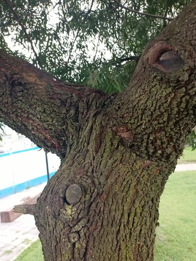 A close-up shows the textured bark of a tree trunk splitting into two branches. The bark is a mix of dark brown and greenish hues. The surface appears rough and weathered, marked by small ridges and fissures. Cut branches are visible, revealing circular patterns in the wood. Foliage can be seen behind the trunk, adding depth to the scene, and patches of green grass and sections of a wall are partially visible.