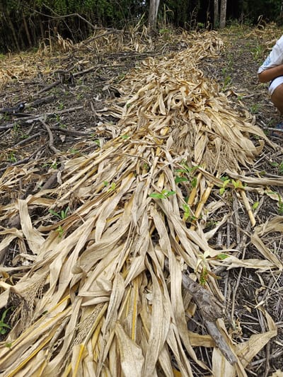 The image depicts a field in Quevedo, Ecuador after a corn harvest. Piles of dried corn stalks and leaves cover the ground, intermixed with small branches and emerging green sprouts. A person's legs and arm are visible on the right side of the frame. The background shows a dense forest.