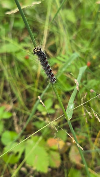 A close-up, vertical shot captures a furry caterpillar with a black, gray, and red segmented body. It has a yellow head with black markings. The caterpillar is positioned on a thin, green blade of grass. The background is a soft blur of green foliage with hints of other plants and possibly a few small red berries. The scene is outdoors in a natural, grassy environment, possibly a garden or meadow. The image does not depict any specific location within Малая Белоносова, Russia, or any human activity.