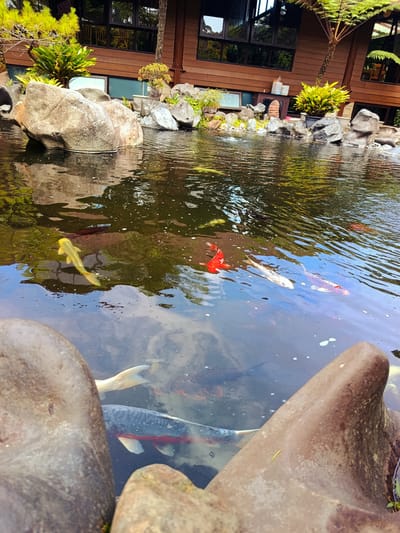 The image shows a koi pond with several koi fish swimming. The pond is surrounded by rocks and lush greenery. In the background, there is a wooden building with large windows. The water is clear and reflects the surroundings. There are no people visible in the image. The scene appears to be a tranquil garden setting, possibly part of a resort or a private residence in Laugumba, Indonesia.