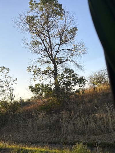 A full shot, taken from a low angle, shows a dead tree with sparse leaves standing tall against a clear blue sky. In the background, a hill is covered with dry grass and some bushes. A fence post is visible in the middle ground. The image was captured in the city of Gorno Varshilo, Bulgaria.