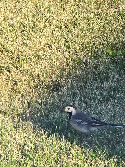 A pied wagtail is standing on a patch of dry grass with some green blades. The bird is facing left, with its head tilted slightly upwards. It has a black head with white cheeks and a black bib. Its back and wings are gray, with white markings on the wings. Its tail is long and black with white outer feathers. The grass is lit by sunlight from the right, creating shadows. The scene is likely in a park or garden. There are no people or other animals visible in the image.