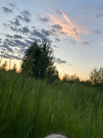 This is a low-angle outdoor, full-shot photograph taken during sunset in Вышков, Russia. The foreground is dominated by tall, green grass, which obscures the lower portion of the image and obscures the lower portion of any subjects. In the midground, a dense green tree is visible on the left, with other trees and vegetation forming a dark line across the horizon. The sky above is a mix of pale blue, grey clouds, and streaks of soft pink and orange, indicative of the setting sun. The overall impression is a tranquil, natural landscape scene at dusk.