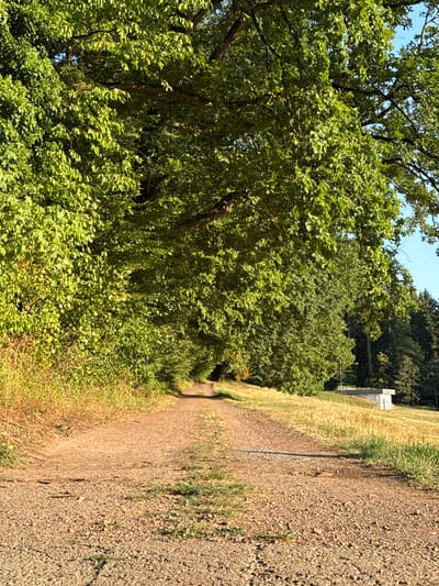 A gravel path curves through a verdant tunnel of trees in Kippenheim, Germany. Sunlight filters through the dense green foliage, dappling the path and the dry grass growing along its edges. In the background, a cluster of trees forms a dark line against the bright blue sky. To the right of the path, a small, white building with a flat roof sits on a gentle slope, surrounded by golden, sun-dried grass. The scene evokes a sense of peaceful seclusion and the natural beauty of the German countryside.