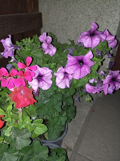 A close-up, vertical, medium shot captures a potted arrangement of flowering plants with a dark, wooden background and a gray, textured wall to the right. The plants are predominantly purple petunias and pink and red geraniums, with lush green foliage. The petunias, with their trumpet-shaped blooms, display intricate purple veining against a lighter purple hue. The geraniums exhibit star-shaped flowers in vibrant pink and red. Several dark, plastic pots are visible at the bottom of the frame. The scene appears to be outdoors, possibly on a balcony or patio, given the potted plants and the concrete step to the right. The lighting suggests it may be dusk or nighttime. The location is identified as being in the city of Pochaiv, Ukraine. There are no people or animals present in the image.