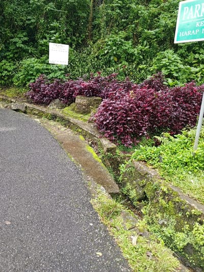 The scene depicts a roadside environment in Hinabangan, Philippines. A dark asphalt road occupies the lower left portion of the frame, showing a textured, slightly damp surface. Running parallel to the road on its right is a concrete drainage ditch, partially overgrown with moss and small green plants. Beyond the ditch, an elevated bank features densely planted dark red foliage, likely ornamental shrubs, interspersed with patches of bright green ground cover and ferns. Within this planted area, a moss-covered stone or concrete marker bearing the inscription "1986" is visible. Further back, a white rectangular sign with dark text, partially obscured by green leaves, reads "REGIONAL OFFICE". To the far right, a green rectangular sign with white lettering displays "PARK" prominently at the top, with "HARAP I" visible below. The background consists of a dense wall of lush green trees and varied vegetation, indicating a heavily forested or overgrown natural area. No individuals, animals, or active interactions are present in the image.