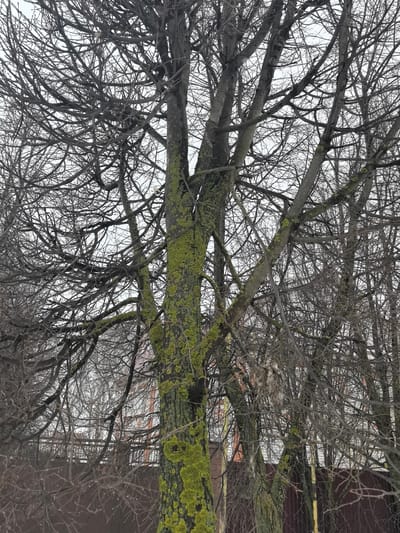 The image shows a group of trees, likely in an urban area of Sergach, Russia. The trees are bare, suggesting it is winter or a cold season. The trunks of some trees are covered with green moss. In the background, there is a fence, some buildings, and an overcast sky. The scene appears still and quiet.