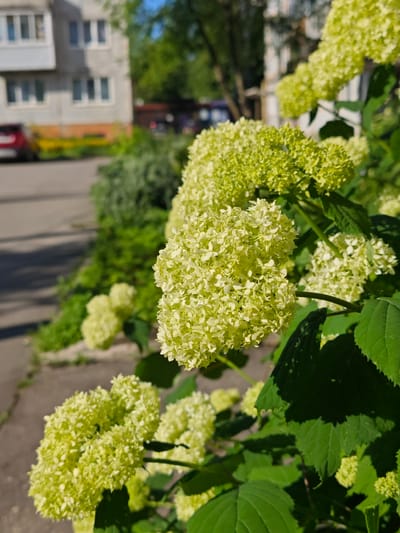 The image shows a close-up view of a cluster of light green hydrangeas in bloom. The flowers are spherical and made up of many small florets. They are growing on a bush with large, dark green leaves. In the background, out of focus, there is a light-colored apartment building with balconies and windows. There is also a paved area, possibly a sidewalk or road, and some green foliage. The scene suggests a sunny day. The location is identified as Zaklinye, Russia.