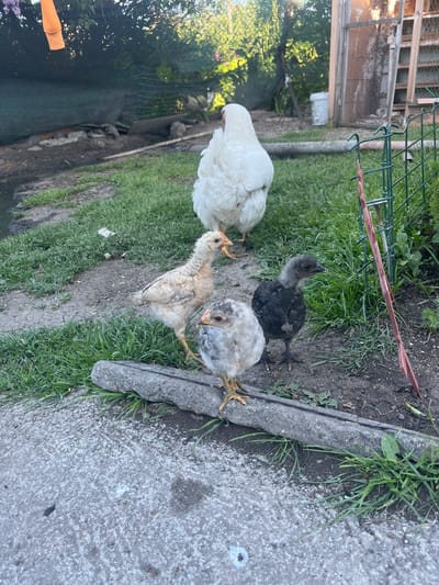 The image shows four chickens in an outdoor setting. There is a white hen, a light brown chick, a grey chick, and a dark grey chick. They are on a patch of dirt and grass near a concrete edge. Behind them, there is a wooden structure covered with chicken wire, a green metal fence, and some foliage. The location is Smilets, Bulgaria.