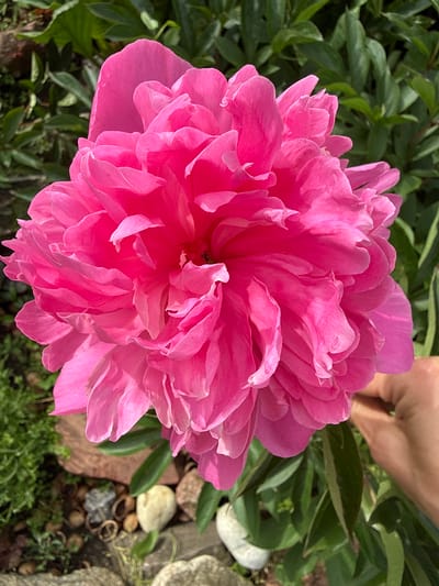 A close-up, eye-level, vertical shot shows a vibrant pink peony flower in full bloom. The flower, which dominates the frame, displays numerous delicate, ruffled petals layered densely. Sunlight illuminates the flower, creating highlights and shadows that emphasize the texture and depth of the petals. In the background, blurred green foliage provides a natural setting. To the right side of the flower, a human hand with fair skin is visible, gently holding the stem. The lower portion of the image reveals a garden bed with small, light-colored stones, acorns, and green moss. The scene appears to be a typical garden setting in Užliekniai, Lithuania, likely captured during the daytime.