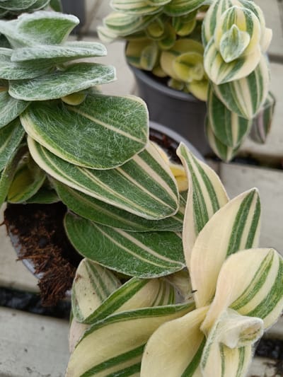 The image shows a close-up, overhead view of two variegated succulent plants in pots. The plants have thick, fleshy leaves with alternating stripes of green and cream. The leaves are covered in fine, white hairs, giving them a fuzzy appearance. The plant in the foreground is larger and more in focus, with its leaves fanning out. The second plant, slightly out of focus in the background, appears to be in a dark gray pot. The ground beneath the pots is made of light-colored concrete slabs. There are no people or animals visible in the image. The scene appears to be an outdoor garden center or nursery. The location is Tuusniemi, Finland.