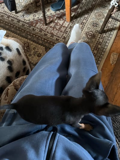 A person wearing blue sweatpants and a white sock is sitting, with a small, black dog standing on their lap, partially on a blue hoodie. The scene takes place indoors, on a patterned rug near wooden flooring and a pillow with a black and white speckled pattern. It's impossible to confirm the location in Kliment, Bulgaria, without additional contextual information within the image.